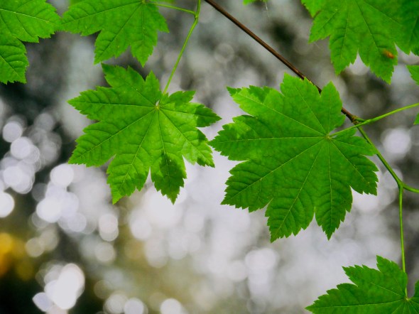 Green maple leaves