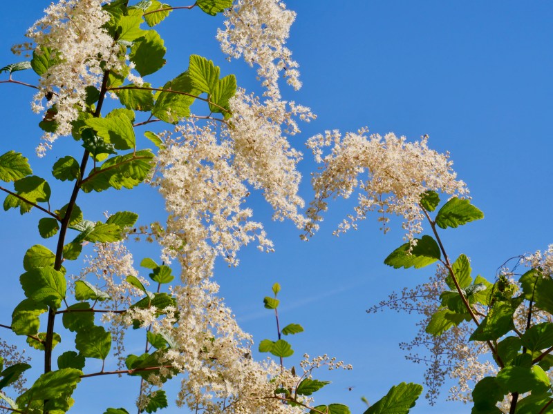 White flowers and blue sky
