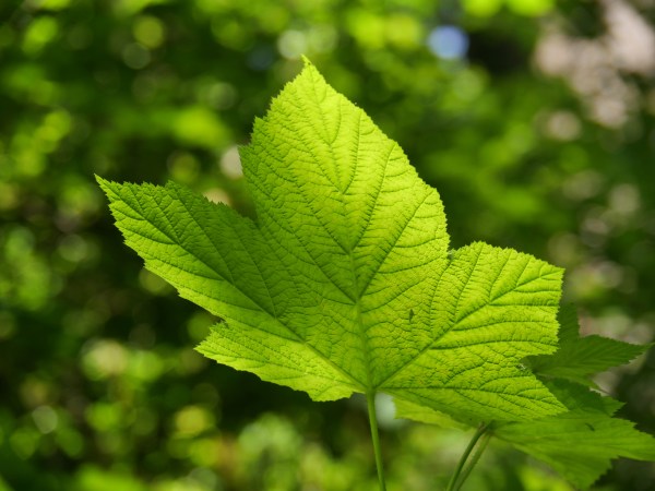 Green Leaf