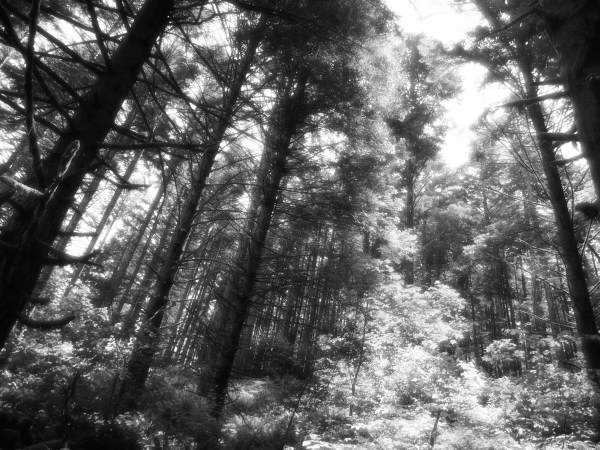 Black & white forest