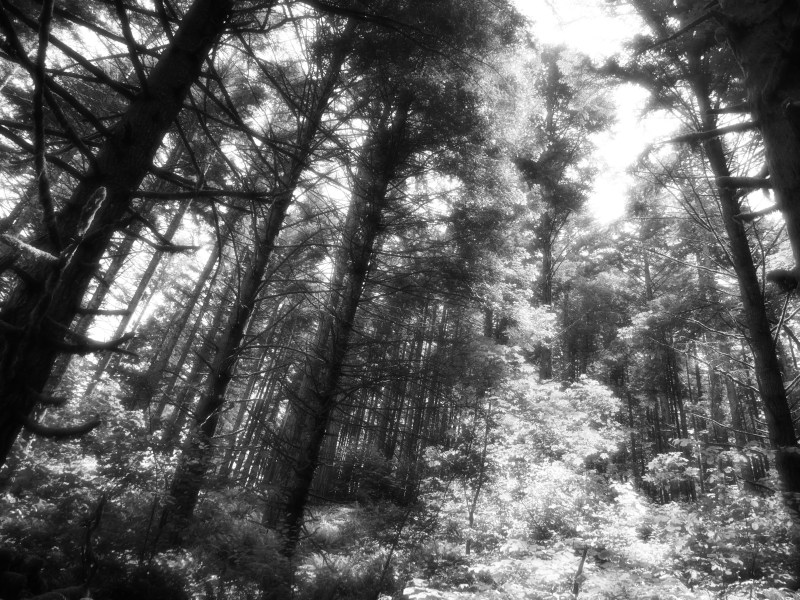 Black & white forest