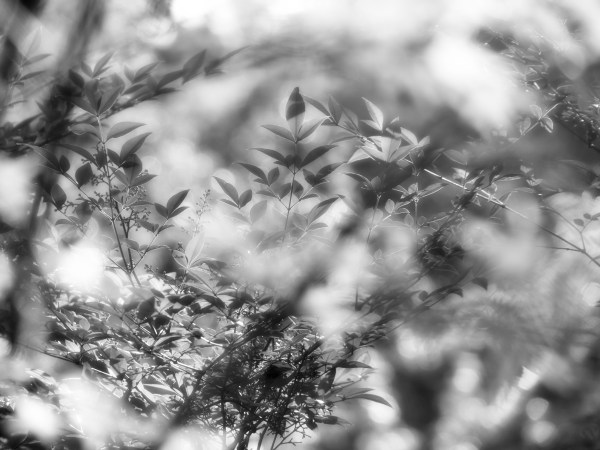 Leaves in black & white