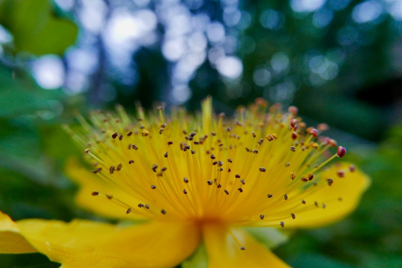 Yellow St John's Wort flower