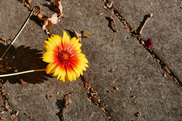 Orange and yellow flower
