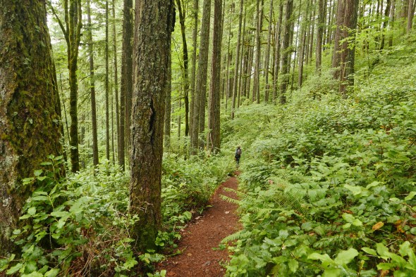 hiker on path through green forest