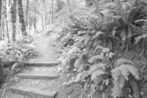 steps on trail through forest and ferns
