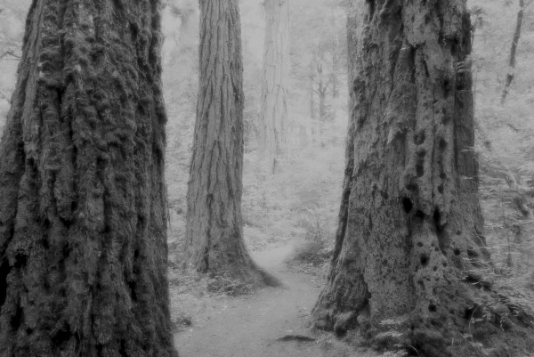 Large tree trunks and path