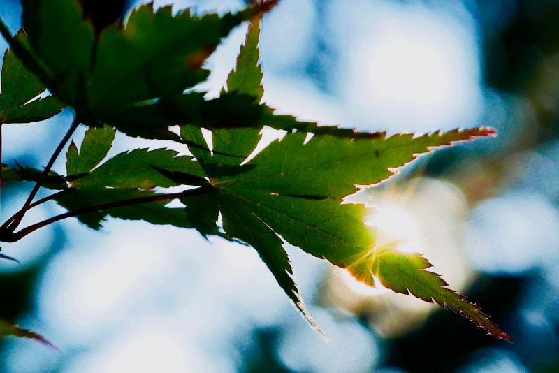 Maple Leaves and Sun