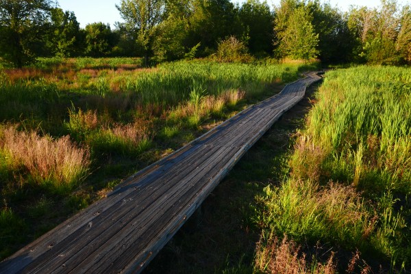 Boardwalk through Cattail Marsh