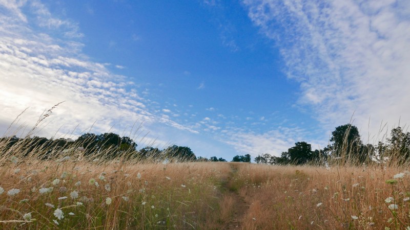 Path through flowery meadow