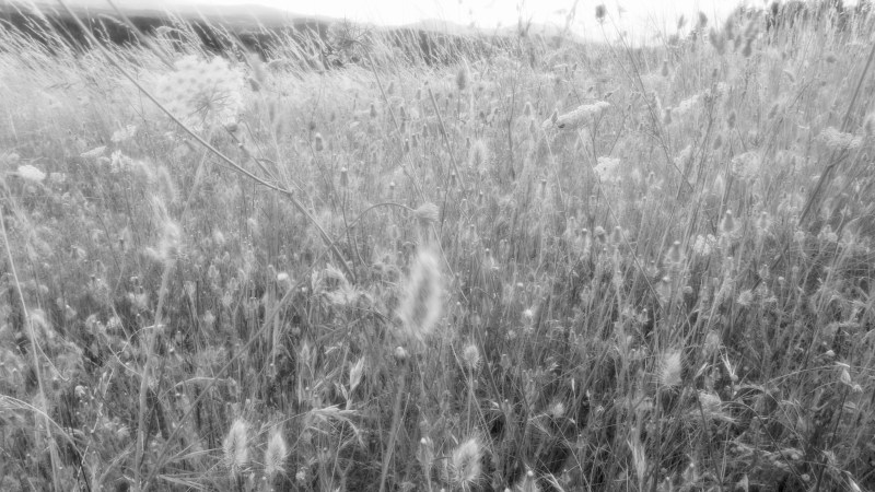 Meadow grasses and flowers in breeze