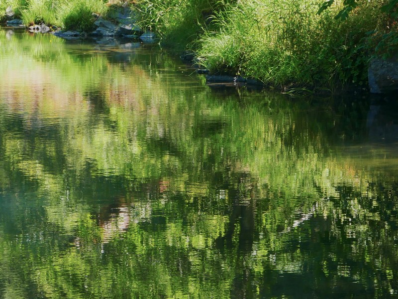 Green reflections in river