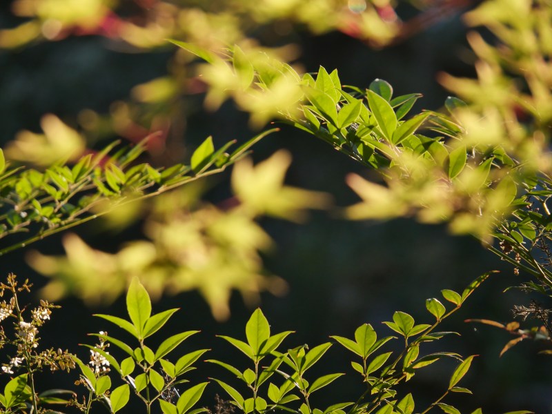 Green and yellow leaves