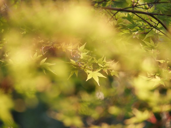 P1015000-Maple-CorvallisOR-16Aug2020
