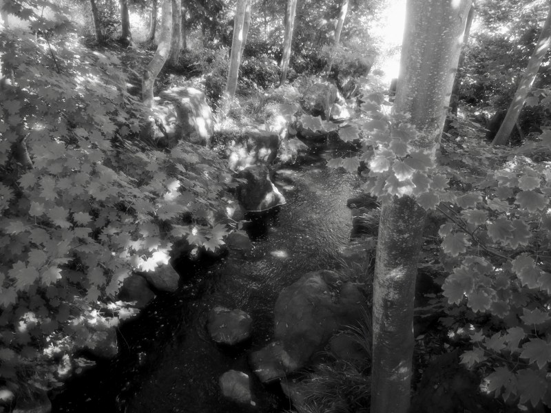 Maple trees and small creek