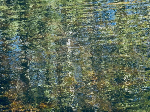 Reflections of trees and foliage