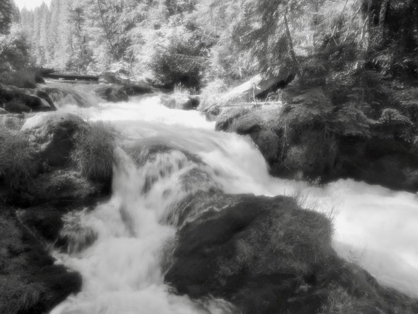 Whitewater river in forest