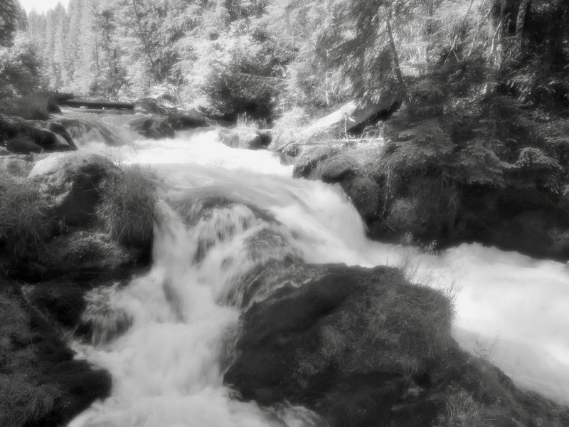 Whitewater river in forest