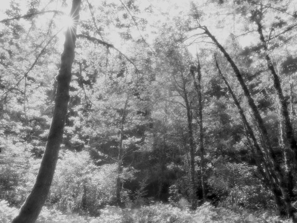 P1110867-Forest-UmpquaNFOR-23July2020