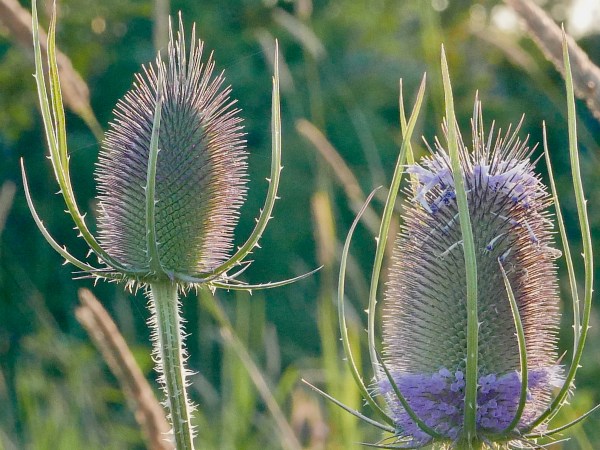 Teasel flowers
