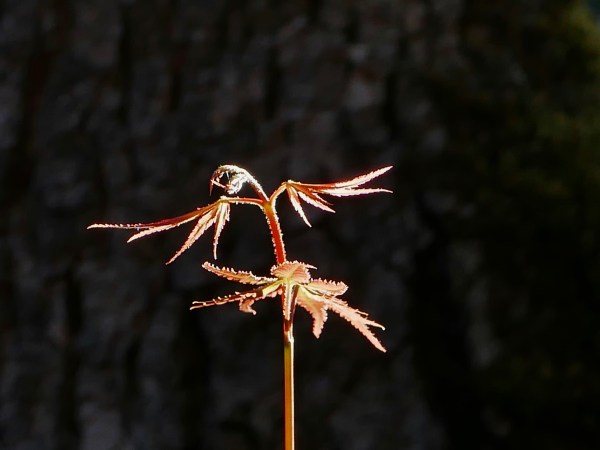 New leaves on Japanese maple