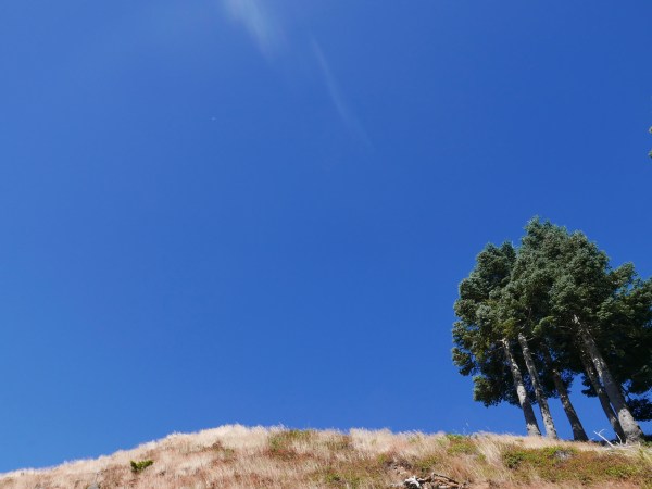 Grassy ridge with fir trees and blue sky