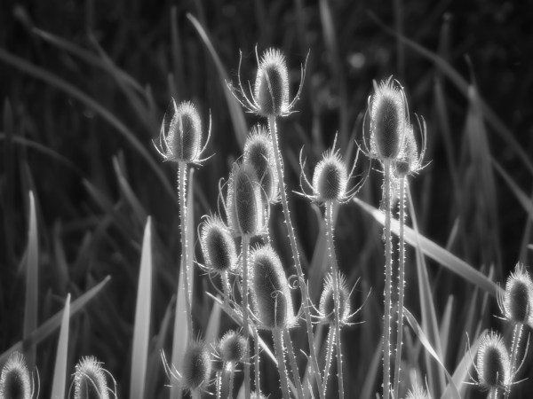 teasel