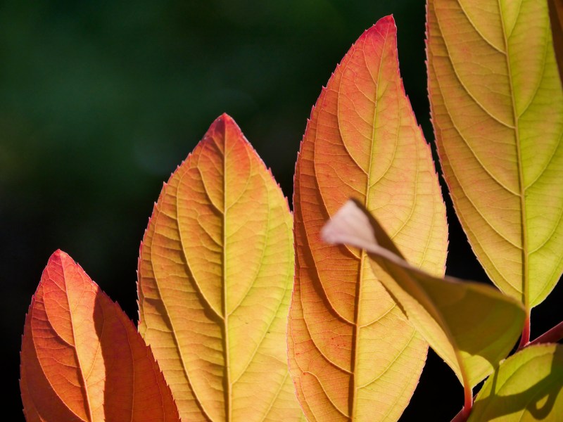 orange leaves
