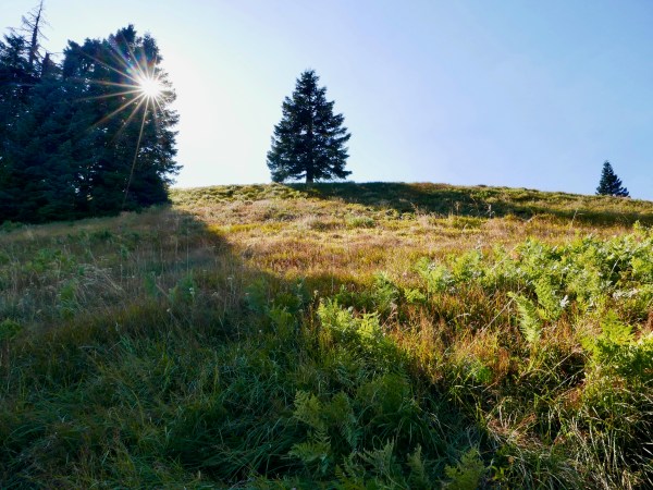 Meadow, sun and trees