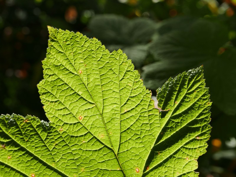 green leaf backlit by sun