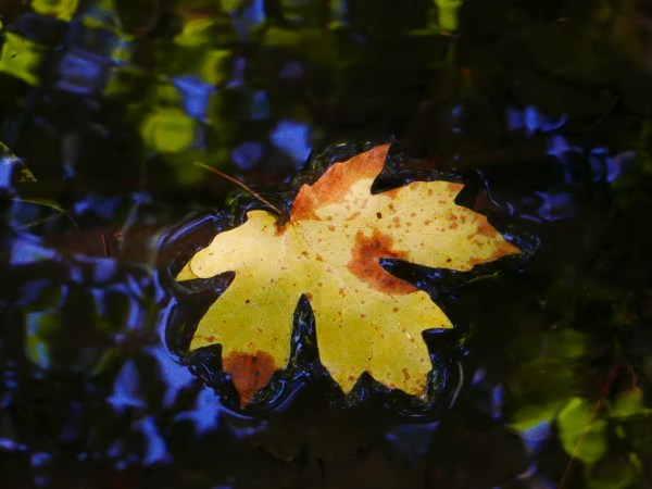 floating maple leaf
