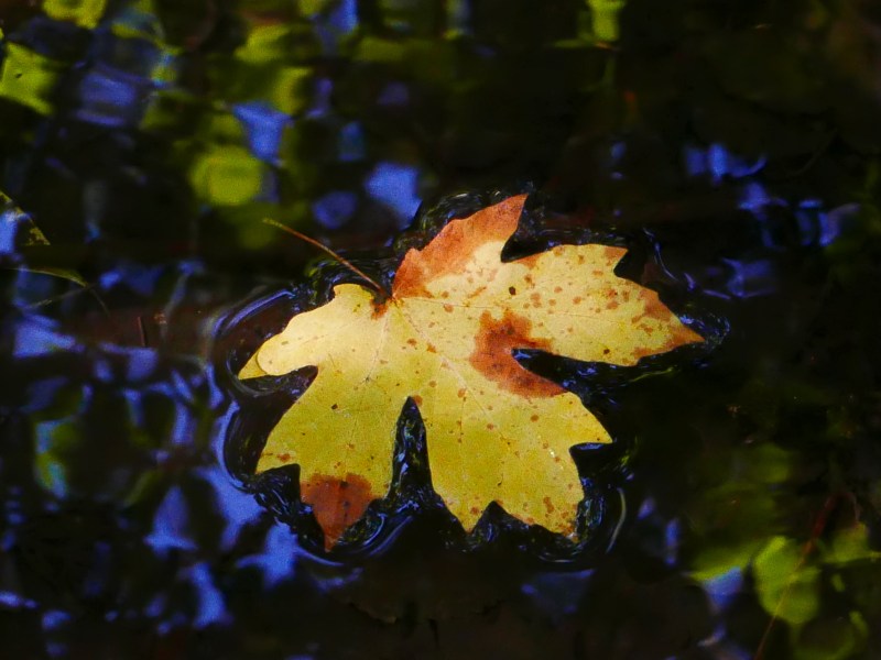 floating maple leaf
