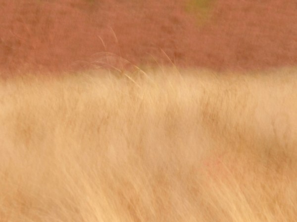 Tawny grass blowing in wind