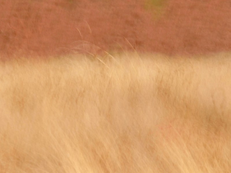 Tawny grass blowing in wind