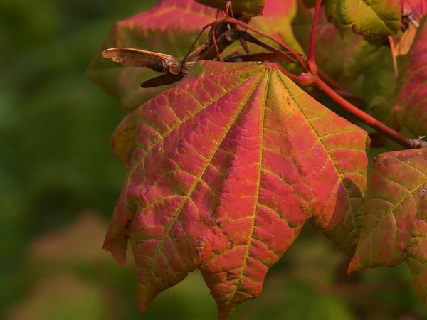 Vine maple leaf
