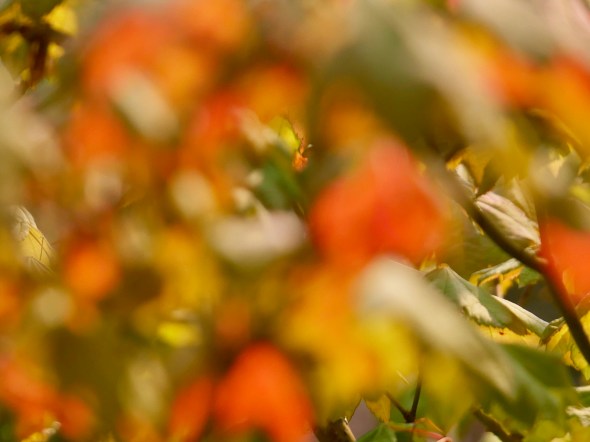 Wild Blur of Maple Leaves