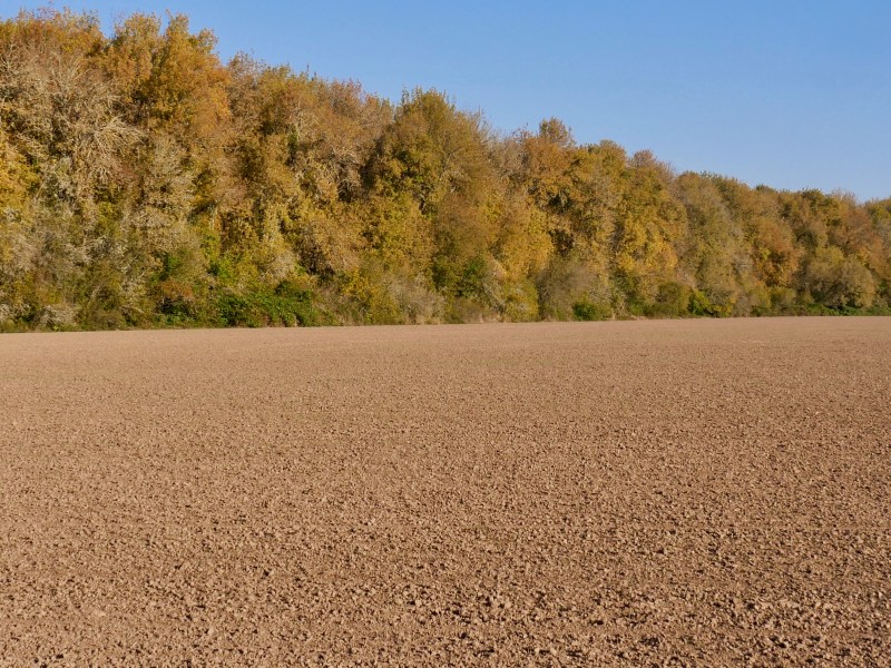 Fall foliage and soil