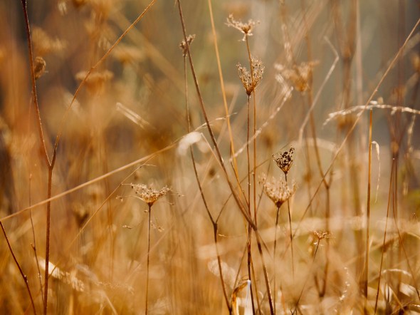 Dried grasses in meadow