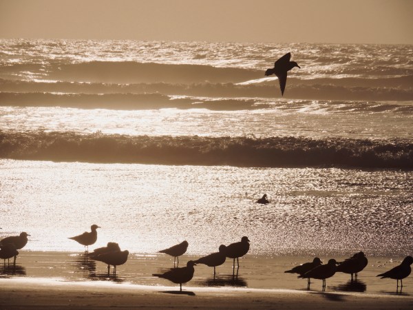 seagulls and surf