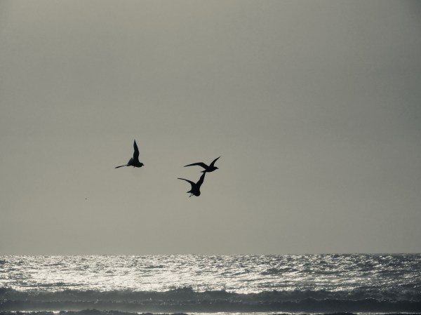 three gulls flying over the surf