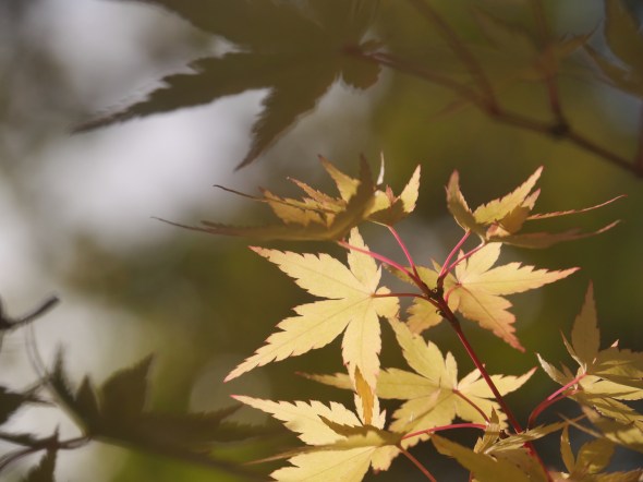 Japanese maple leaves