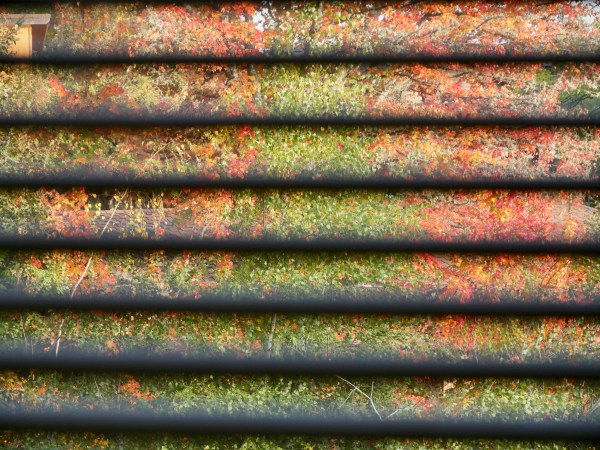Fall foliage seen through window blinds