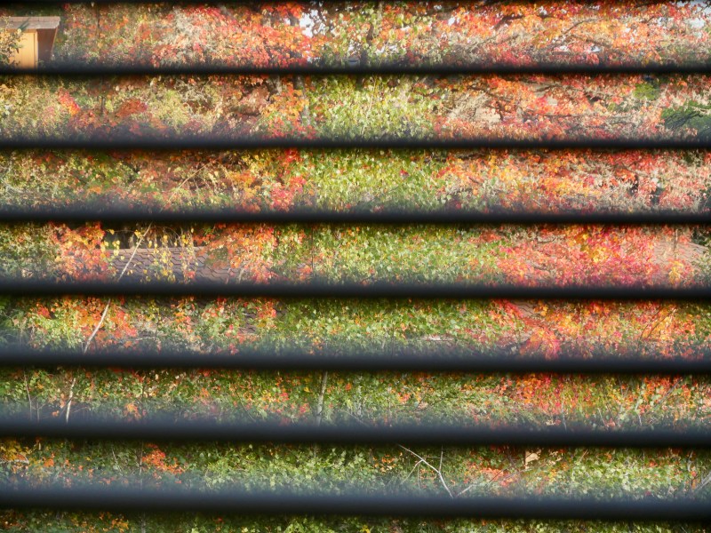 Fall foliage seen through window blinds