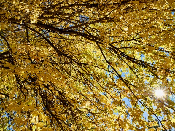 Golden leaves and sun
