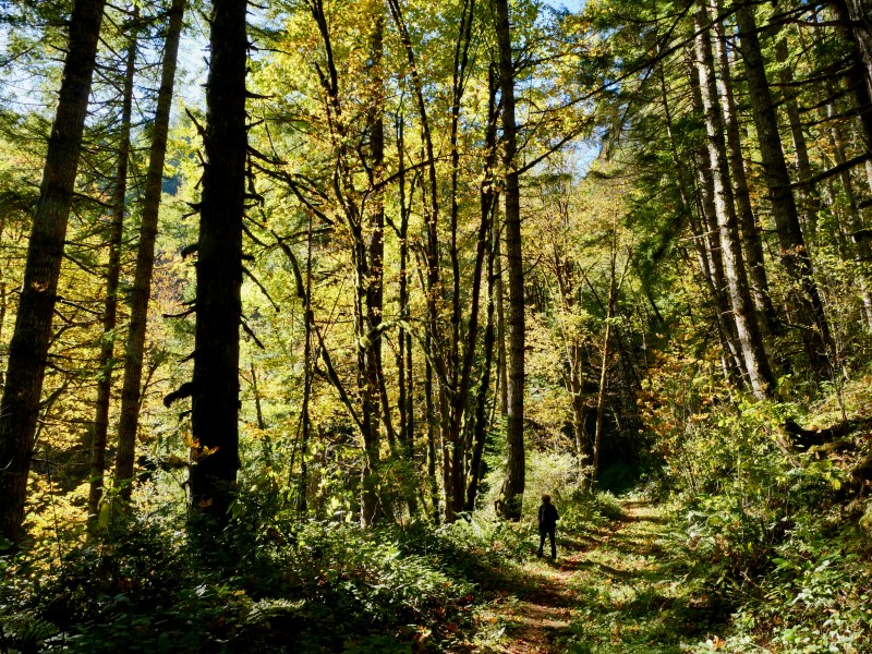 hiker on forest trail