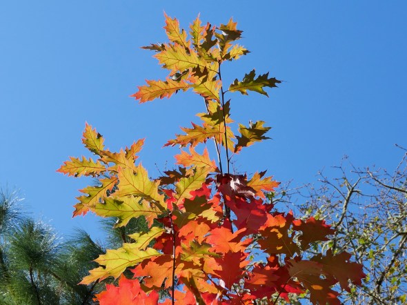 Orange leaves on red oak
