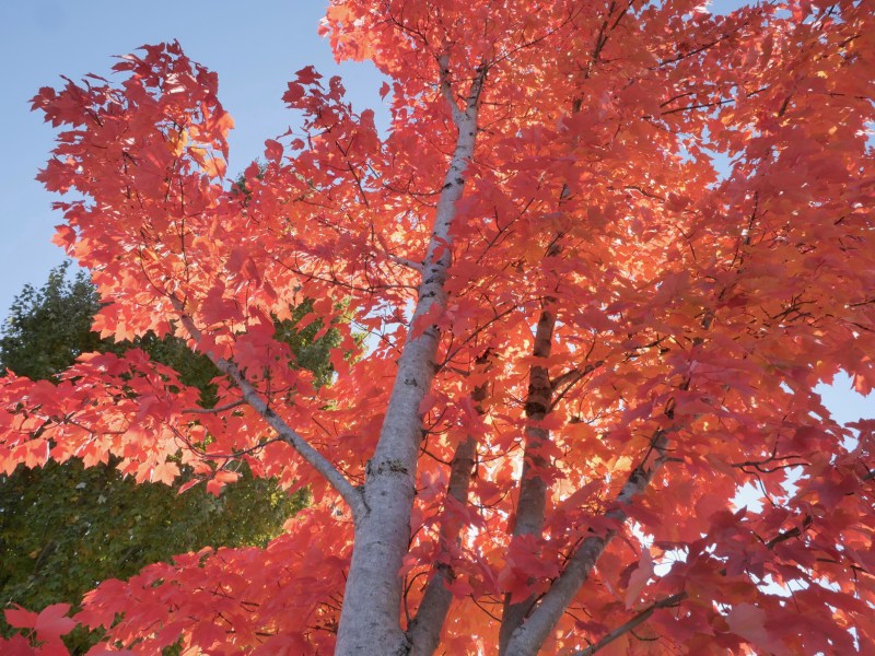 Maple tree with orange leaves