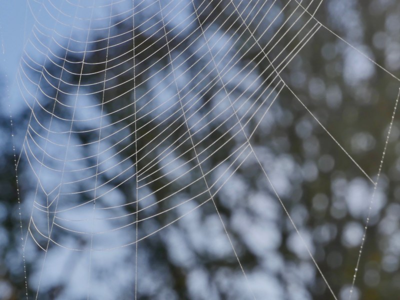 spiderweb