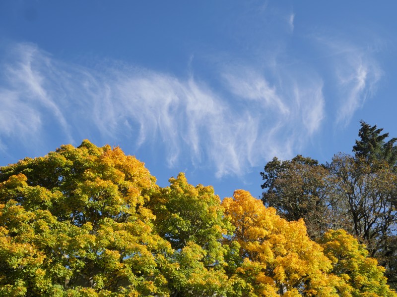 Golden autumn foliage