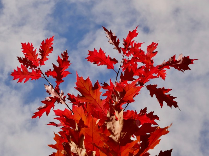 Red oak and blue sky